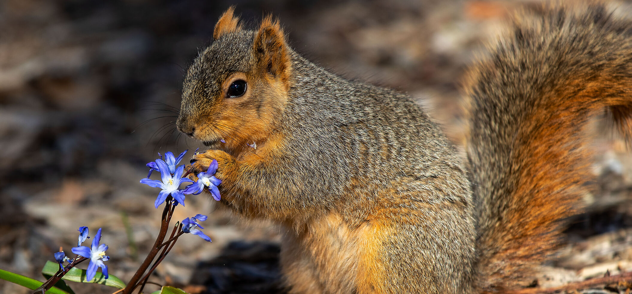cm-squirrelFeature.jpg